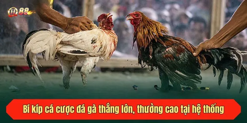 Bí kíp cá cược đá gà thắng lớn, thưởng cao tại hệ thống