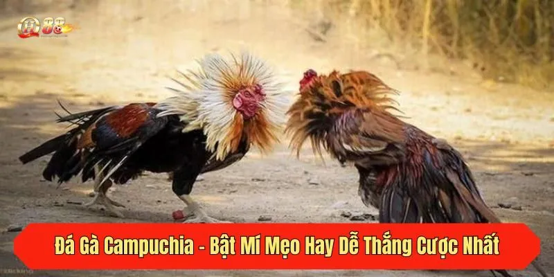 Đá Gà Campuchia - Bật Mí Mẹo Hay Dễ Thắng Cược Nhất