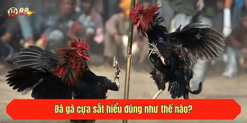 Đá gà cựa sắt hiểu đúng như thế nào?