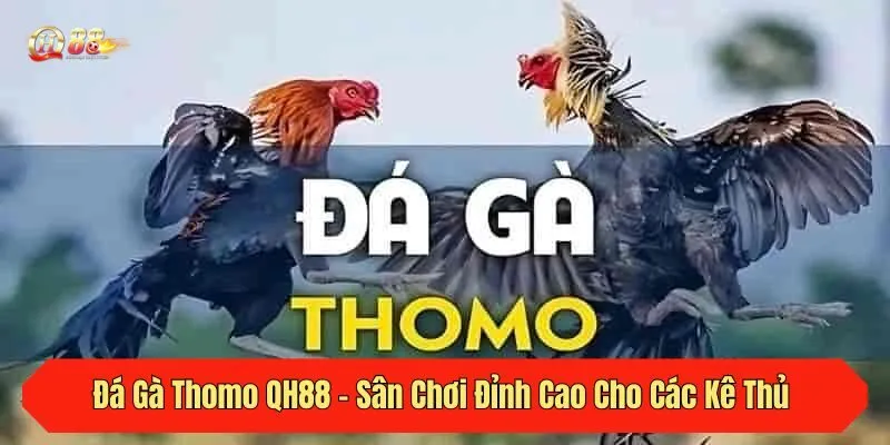 Đá Gà Thomo QH88 - Sân Chơi Đỉnh Cao Cho Các Kê Thủ Năm 2025