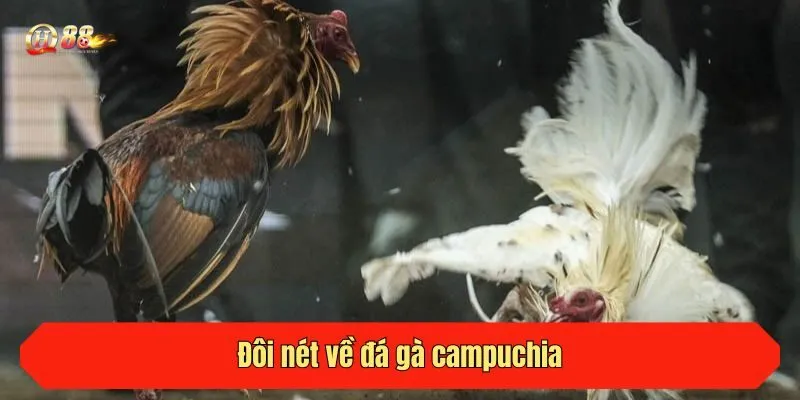 Đôi nét về đá gà campuchia