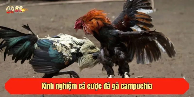 Kinh nghiệm cá cược đá gà campuchia tại QH88 hiệu quả cho tân thủ