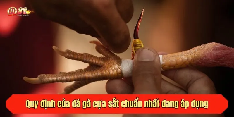 Quy định của đá gà cựa sắt chuẩn nhất đang áp dụng